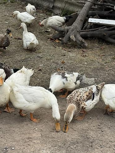 Ördəklər: Ördek sürüsü satılır - Növ: ev təsərrüfatı üçün ördəklər (ağ, ala və — 3