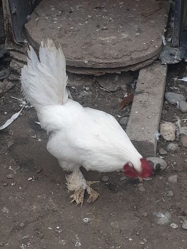 Xoruzlar: Yaponka xoruz 8 alıqdı aktiv sağlam xoruzdu təkdi — 1