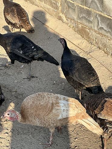 Птицы: Индюшки 10 самок и 2 самца — 9