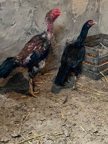 Inəklər, öküzlər: Məhsul: Uzunboyun yerli Asil tipli toyuq və xoruzlar Təsvir: -