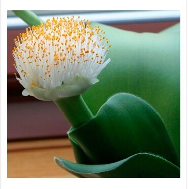 цена цветка женское счастье: Гемантус белоцветковый.Хотите полюбоваться таким цветком?Продается