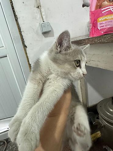 кошка белый: Котёнок, окрас серо-белый (дымчатый с белыми лапками и грудкой) — 2