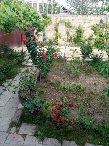 Otaqların uzunmüddətli kirayəsi: Satilr: geniş və işıqlı otaq.2 otaq 1 zal metbex hamam ayaq yolu — 17