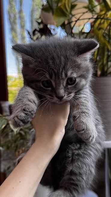 Продажа кошек: 2 месяца, Девочка, Серый, Приучена к лотку — 8
