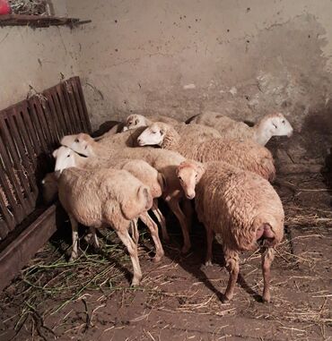 İtlər: Dişi, il: 4, 50 kq, Damazlıq, Südlük, Ətlik, Ünvandan götürmə