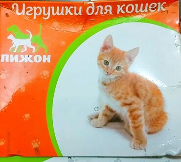 контейнер для животных: Игрушка для кошечек продаётся поштучно 1 шт. = 80 см ! Адрес