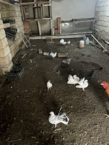 Göyərçinlər: Ev göyərçinləri dekorativ və uçuş üçün. - Rənglər: ağ, qara‑ağ — 10