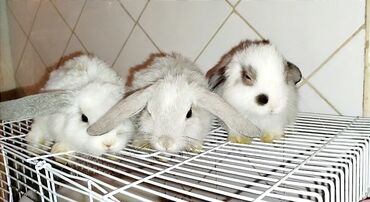 куплю декоративного кролика: Вислоухие 2-2.5мес карликовые Декоративные кролики, привиты и