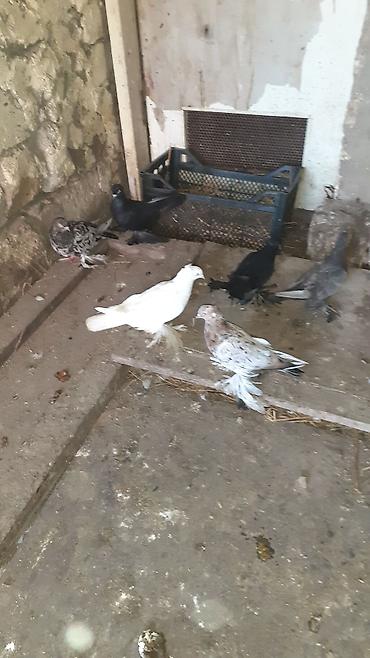 göyərcin: 6 eded iri lelekli kekilli quslar satilir hamisi bir nesildi — 6