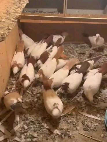 Кошки: 🕊️ Endirim olundu 18 ədəd göyərçin 💰 Qiymət: 550 AZN 📍 Ünvan