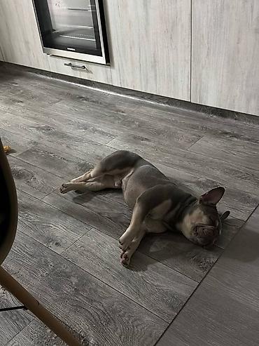 кой ош: 🐾 КИНОЛОГ / ЗООПСИХОЛОГ — Бишкек Профессиональная помощь в воспитании — 3