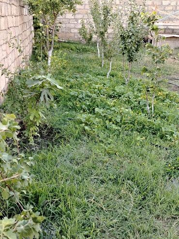 Torpaq sahələrinin satışı: 5 sot, Tikinti, Mülkiyyətçi, Bələdiyyə -da lalafo.az — 6 Torpaq sahələrinin satışı: 5 sot, Tikinti, Mülkiyyətçi, Bələdiyyə — 6