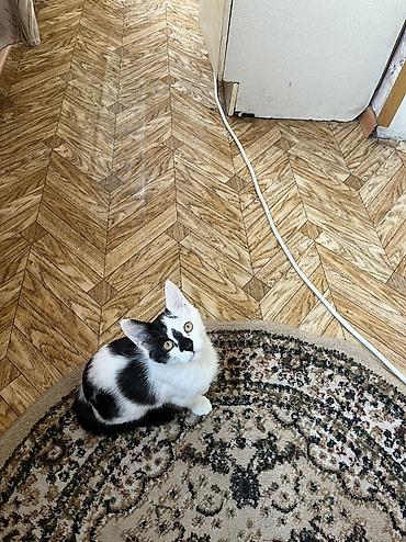 отдам даром котенка бишкек: 4 месяца, Мальчик, Приучена к лотку, Проглистована — 1