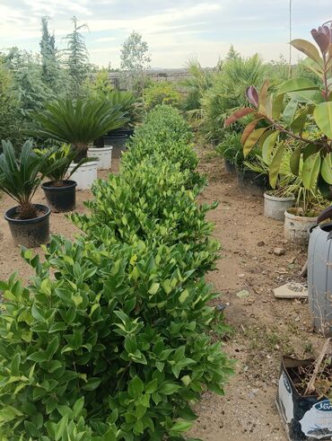 Landşaft işləri: Dekarativ bitgilerin satişi
xan cinar
ekvalit
zeytun — 25