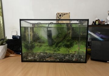 аллер корм для рыб бишкек: Срочно срочно Аквориум 50 литр Филт 5 балыгы менен Филт