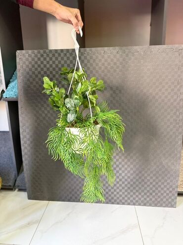 Otaq bitkiləri: Asma saksıda dekorativ yaşıl bitki - Ağ rəngli asma plastik saksı -da lalafo.az — 41 Otaq bitkiləri: Asma saksıda dekorativ yaşıl bitki - Ağ rəngli asma plastik saksı — 41