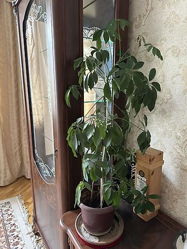 Шефлера (Schefflera), комнатное декоративно-лиственное растение в