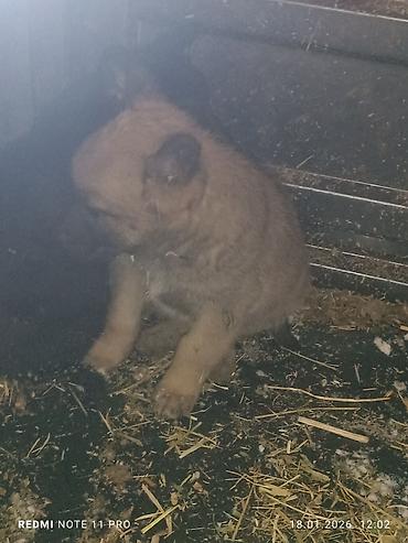 Продажа собак: Черные собаки среднего размера (2 особи). Крепкое телосложение — 6