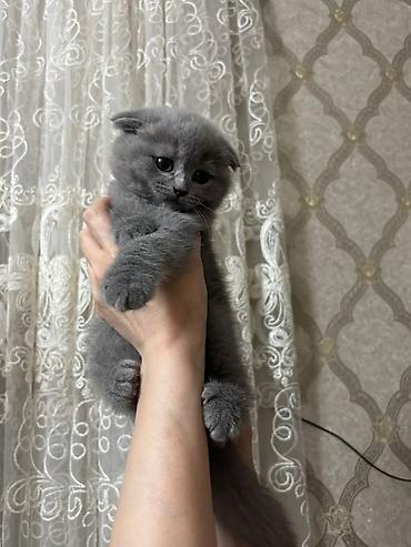 Кошки: Шотландская вислоухая, Самка, Самовывоз, Бесплатная доставка, Платная доставка — 7