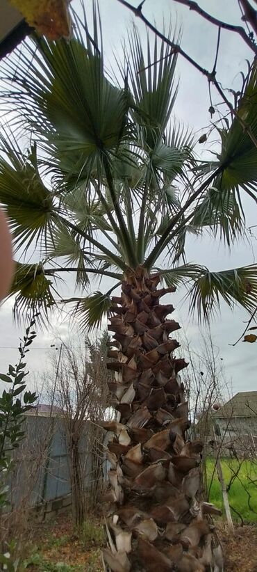 Palma: Palma ağacı. Vaşinqton sortudur. təqribən 7 yaşı var. Gövdəsi 4m-dir