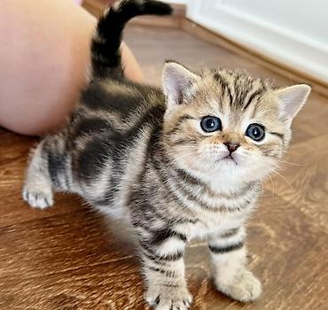 Pişiklər: Britan — 6