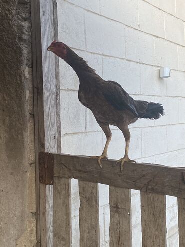 heyratı toyuqları: Курица, Для разведения, Самовывоз