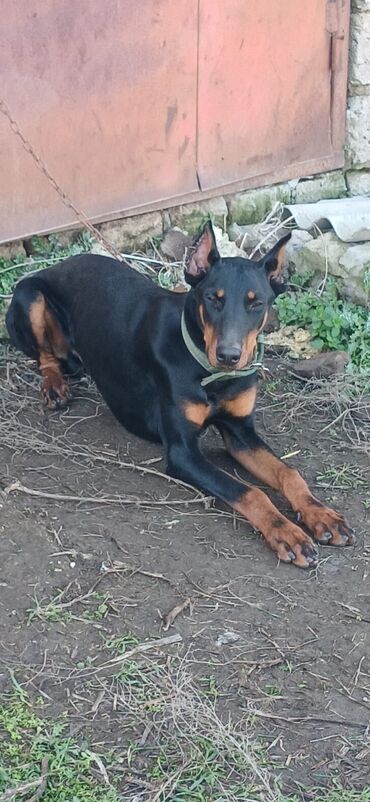 doberman satışı: Doberman, 8 ay, Erkek, Peyvəndli, Ödənişli çatdırılma, Rayonlara çatdırılma