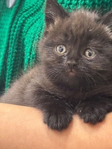 Pişiklər: Britan — 5