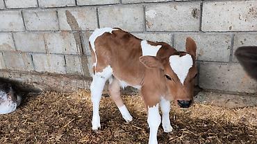 Коровы, быки: Продаю | Бык (самец) | Симментальская | Для разведения — 14