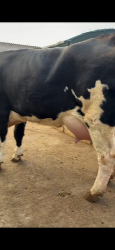 Inəklər, öküzlər: Südlük inək və buzov dəsti - Cins: Holşteyn tipli, xallı (qara‑ağ) — 13