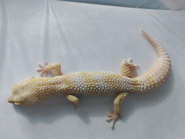 Зоотовары: Леопардовые гекконы (Eublepharis macularius) редких морф Элитный — 7