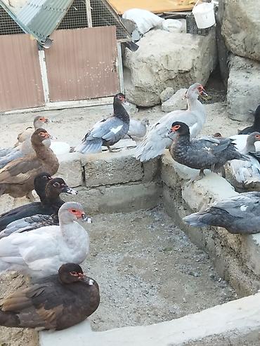 Lal ördəklər krasnadar macar zümrüd lavanda super heyvanlardı lalafo.az -da Lal ördəklər krasnadar macar zümrüd lavanda super heyvanlardı