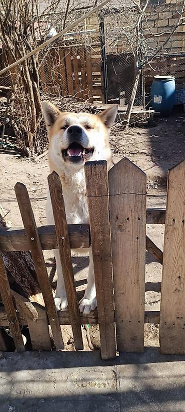 pekines iti: Akita-inu, 1 il, Dişi, Peyvəndli, Ünvandan götürmə — 5