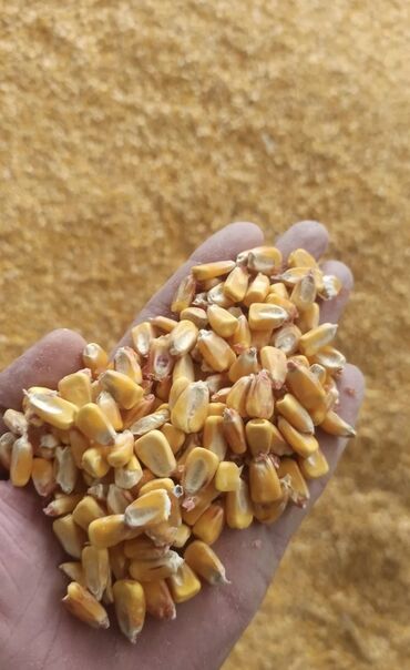 отходы для животных: Продаётся рушенная кукуруза сухая Село Комсомольская Самовывоз есть