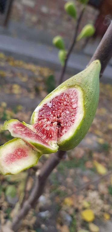 Другие фрукты: ИНЖИР ✅🌱 В весенний период!!!🌱 Откроем сезон продаж саженцев инжира — 9