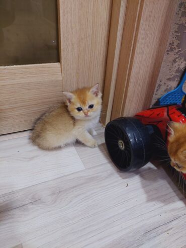 Pişiklər: Qızıl şinşilla, Erkək, Dişi, Ünvandan götürmə — 9