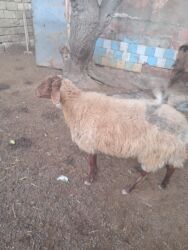 Balıqlar: Qala qoyunudu cavan heyvandi