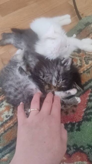 породистые кошки цена: Скотиш Страйт (Шотландская прямоухая), 1 год, Девочка, Белый, Приучена к лотку, Проглистована