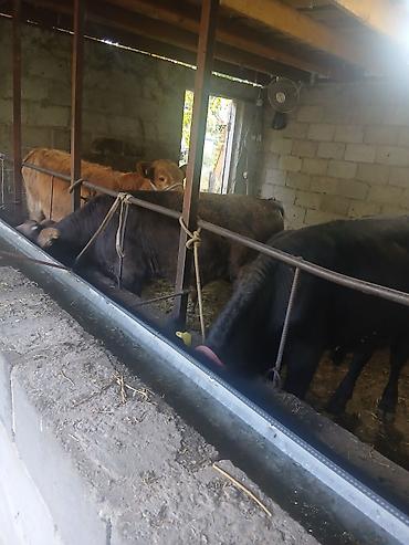 Продаю | Бык (самец) | Алатауская | На откорм | Привязанные — 5
