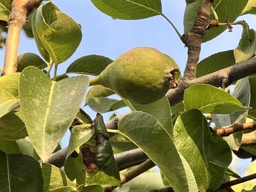 Продажа домов: Дом, 95 м², 4 комнаты, Собственник, Старый ремонт at lalafo.kg — 19 Продажа домов: Дом, 95 м², 4 комнаты, Собственник, Старый ремонт — 19