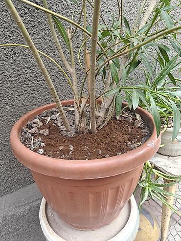 Олеандр (Nerium oleander) в большом пластиковом горшке - Кустовой at lalafo.kg Олеандр (Nerium oleander) в большом пластиковом горшке - Кустовой