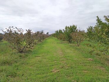 Torpaq sahələrinin satışı: 130 sot, Tikinti, Kupça (Çıxarış) — 12