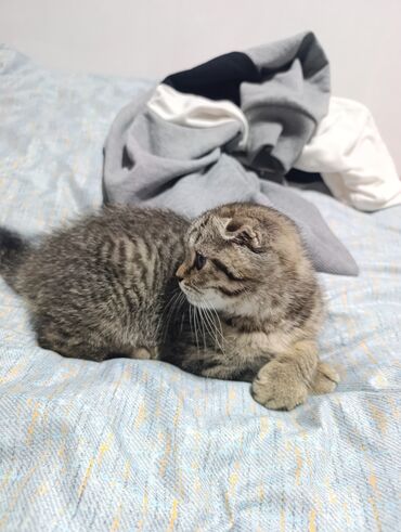 одежда для кошек сфинксов: Шотландский вислоухий котёнок (скоттиш-фолд) послушная,воспитанный