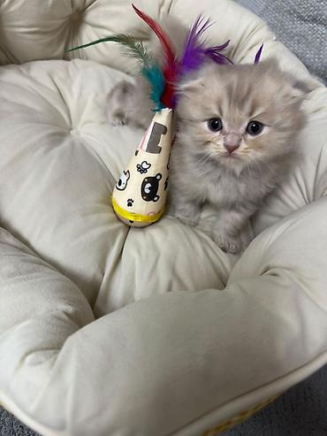 pitomnik temir: Скотиш Фолд (Шотландская вислоухая), 1 месяц, Девочка — 5