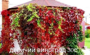 садовый инвертарь: Лаванда, шалфей, мята, дикий виноград, и другие многолетние растения и