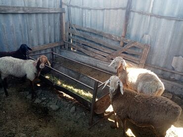 купить раков в бишкеке: Продаю баран 3 кочкора и 1 матка по 1.5 года