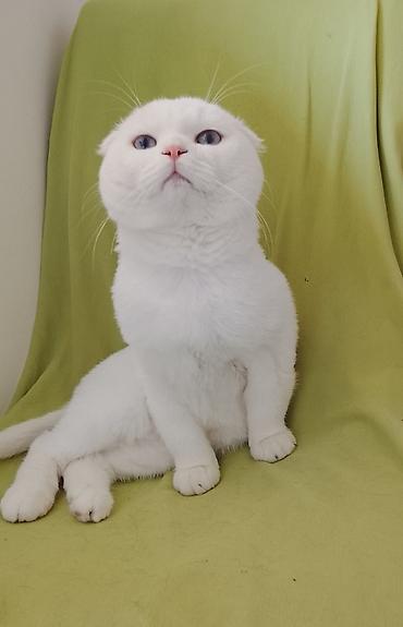 scottish fold qiyməti: Şotland yastı qulaq — 2