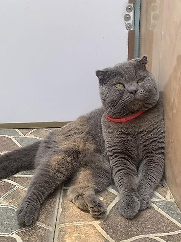 cane corso yavru: Şotland yastı qulaq, Erkək, Cütləşmə üçün — 1