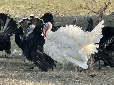 Индюки: Продаю | Индюк (самец) | Черный принц | Для разведения | Племенные — 7