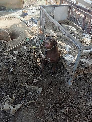 Отдам даром собаку: Собака даром: Курцхаар, 10 месяцев, Самка, С прививкой — 5